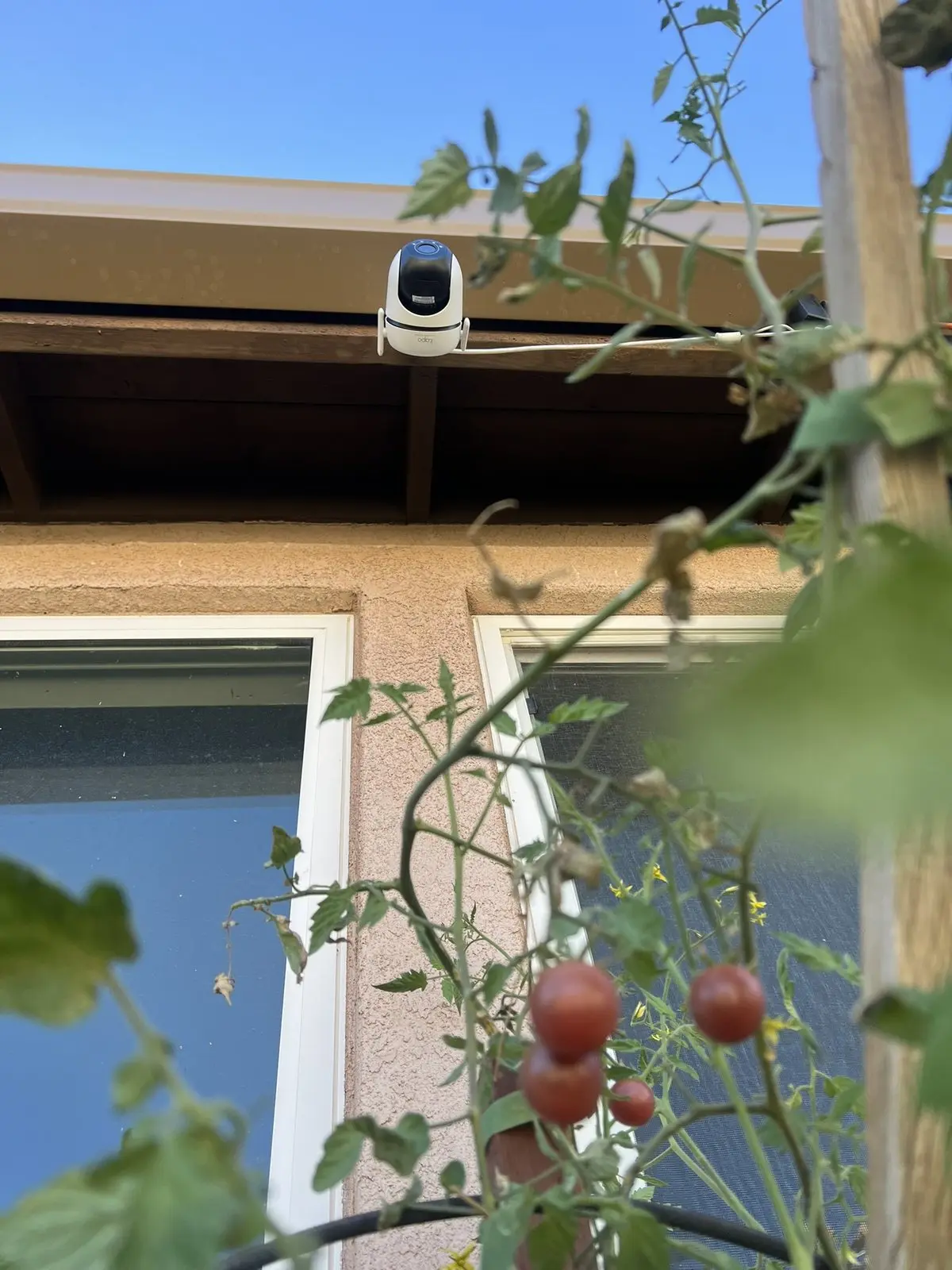 White outdoor pan-and-tilt camera mounted above tomato plants beside a house