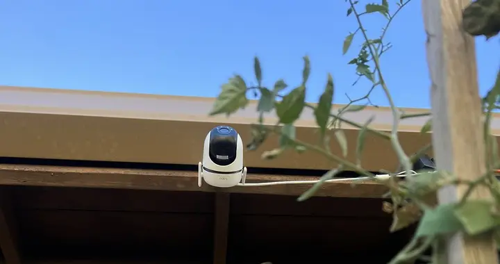 Outdoor camera mounted above tomato plants