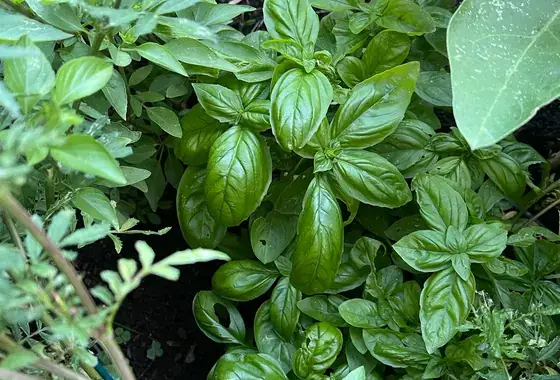 Healthy basil growing in a garden bed
