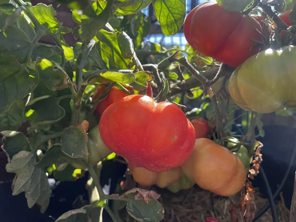 Red, orange, and green tomatoes ripening together on the vine