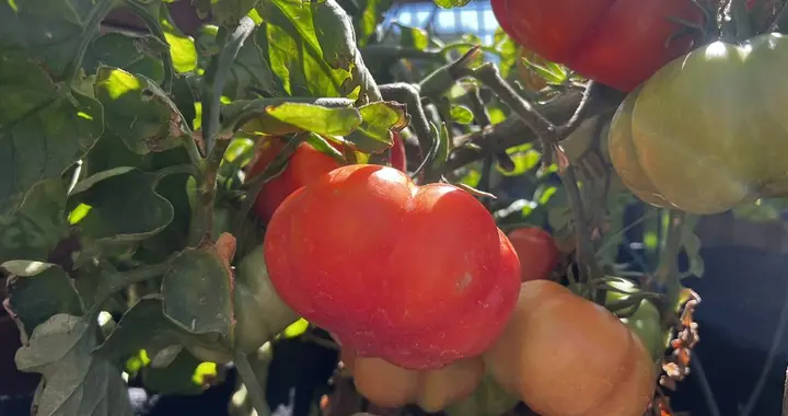 Red, orange, and green tomatoes ripening on the vine