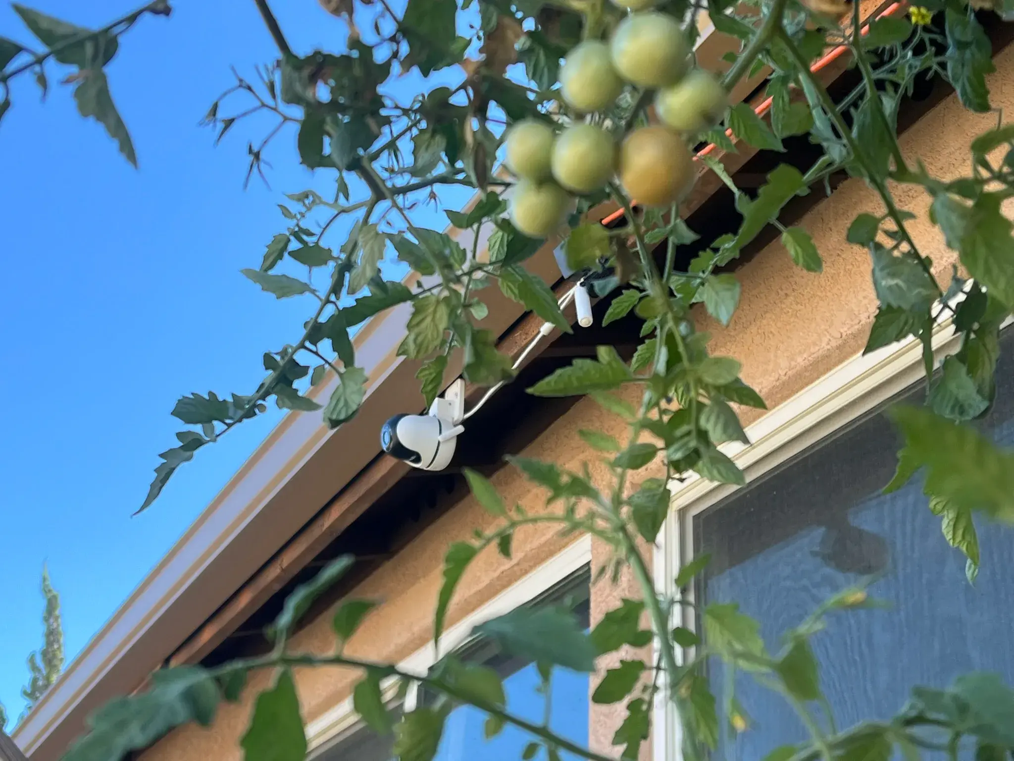 A consumer outdoor camera mounted above the founder tomato garden