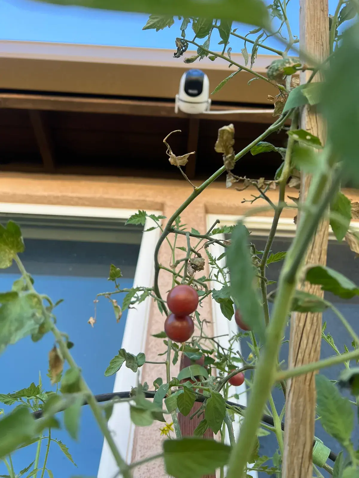 A close view of red tomatoes beneath green foliage in the founder garden