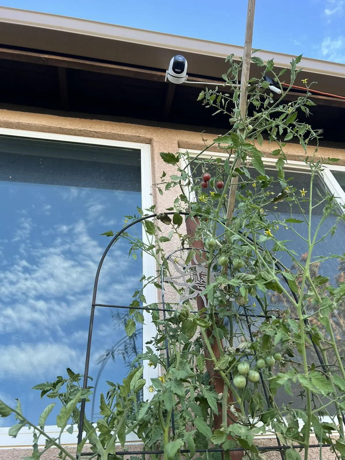 White outdoor camera mounted under an eave above tomato plants