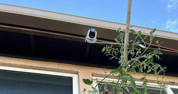 White Tapo outdoor camera mounted above tomato plants