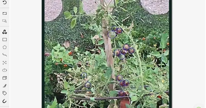 Garden-camera image with reviewed tomato annotations