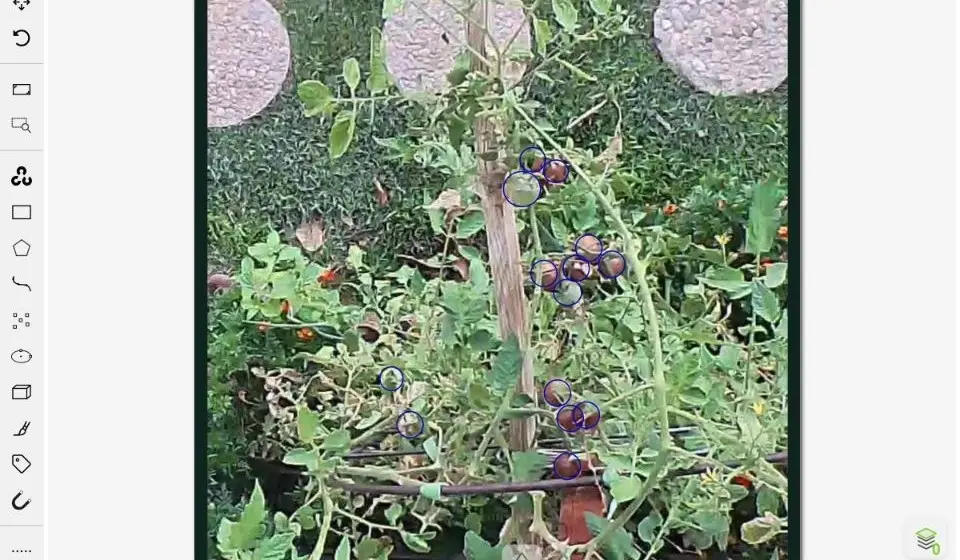 Sanitized CVAT canvas crop showing tomato objects outlined in a garden photograph