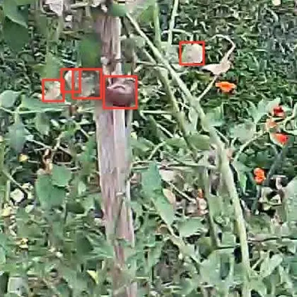 Sanitized close crop from a later held-out event frame with overlapping tomato proposal boxes