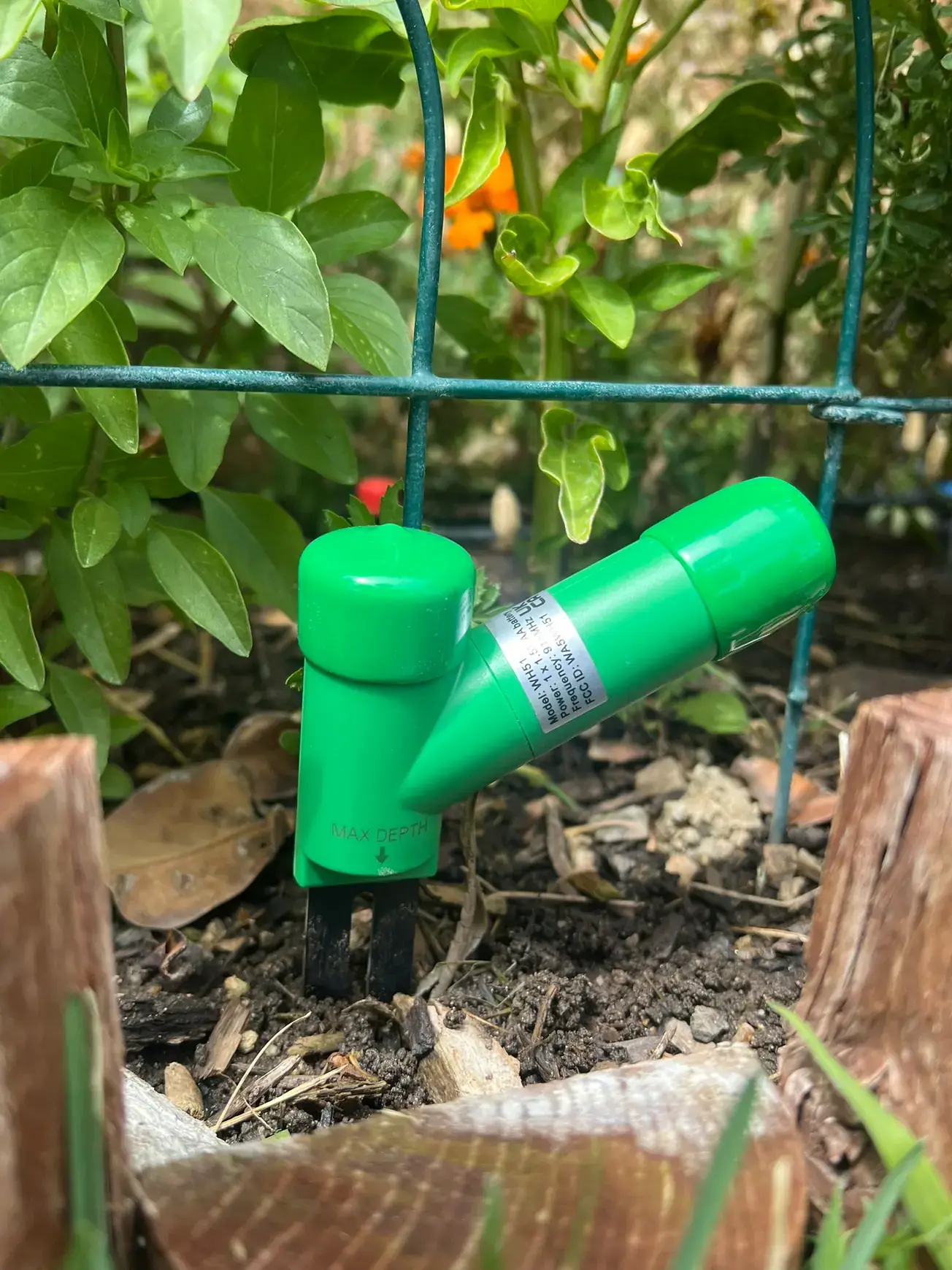 A soil moisture sensor installed in a raised vegetable garden bed